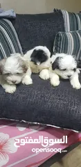  10 Shitzu puppies جرازي شيتزوا