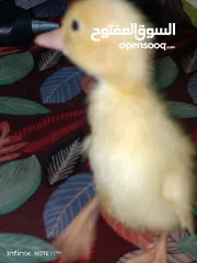  24 بطبوط بطه صوص مطعم    ا