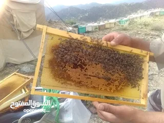 10 مناحل الشوافي لأجود أنواع العسل اليمني للتواصل
