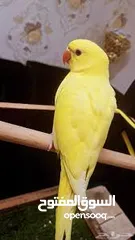  1 ببغاء دره لاتينو للبيع