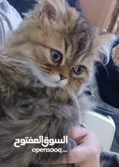  1 Shirazi cat