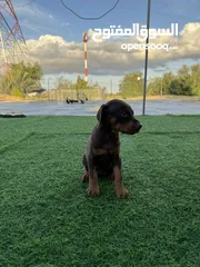  3 Doberman Puppy available 40 days 3 male 3 female