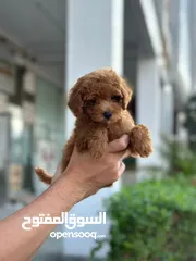  2 Toy poodle