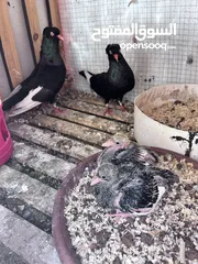  3 جوز حمام مع فرخين