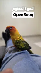  3 صن كنيور اليف جدا و لعوب للبيع لعدم التفرغ