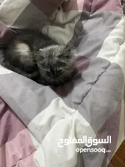  2 قطة شيرازي مع حاجاته