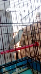  1 فحل صلاه النبي طول شبر