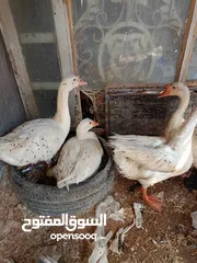  3 بطوط للبيع