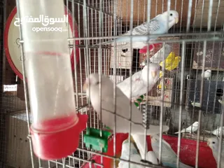  14 عصافير توكتيل جوز عصافير حب مخاليف