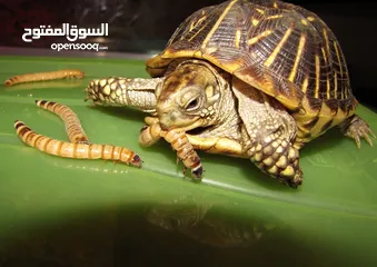  14 دود قبابي /ميل ورم /Mealworm