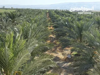  24 مزرعة نخيل مجهول مثمر ومنتج  + شاليه مودرن للبيع بأجمل مناطق الغور بالقرب من سد الكرامة 60 ك من عمان