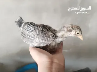  1 صيصان بلدي عمر شهرين جوده عاليه