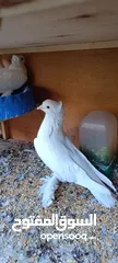  5 طيور حب رينبو مع شكريات للبيع