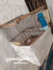  3 عصافير جنه للبيع على وجه بيض مع قفص خشبي وعش خشبي للبيع الموقع الكرك العدنانيه اي استفسار الاتصال