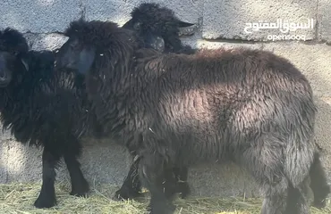  2 كبشان 3 + جدايا 2 عمانيات حلال طيب للتربيه وللذبح الحلال صاحي من جميع العذاريب