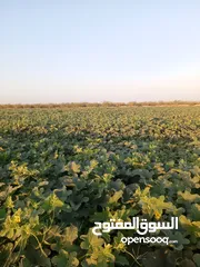  1 مطلوب فراخ مفتل جنوبي