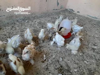  15 صيصان براهما مستويات عالية