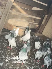  5 حمام للبيع انتاجي الساعه سات الكبار