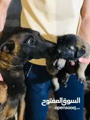  2 متاح بفضل الله اخر جروه بلجم مالينو من اقوا خطوط الدم