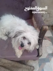  7 كلب فرنسي لعوب