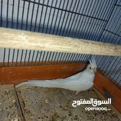  6 جواز كوكتيل البينو منتجات للبيع