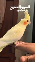  19 ببغاء كوكتيل