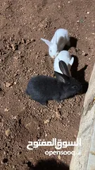  3 أرانب كلهم فرنسي و في جاجة