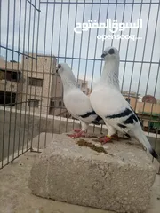  3 حمام نخب اول سباب البيع اعتزال