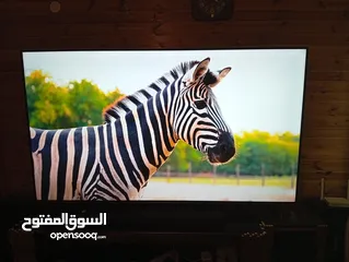  2 شاشه نوع  ماجيك 75بوصه فل سمارت  نادي السباق
