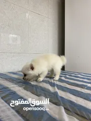  6 Baby Pomeranian in Dubai