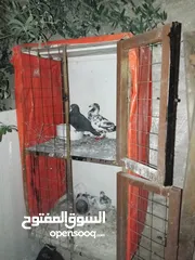  1 جوزين حمام مع الخشه