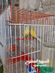 3 انثايتين كنار ليموني اليموني الغامقه جاهزه معبيه بدها تبيض اليموني الفاتح عمرها 5 أشهر شهر بتشتغل