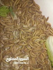  8 ميل وورم ( دود قبابي) mealworm