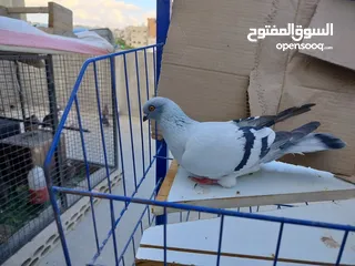  6 حمام بلدي وانواع اخره   بحاله ممتازة شغالات 12جوز وهاي بعض الصور