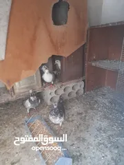  2 حمام للبيع المكاتيف معهم فرخين قرب كنيسةالماريوسف