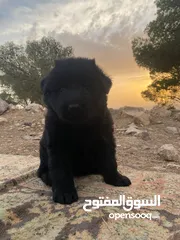  4 جيرمن رويال بلاك أعلى مواصفات  German shepherd royal black