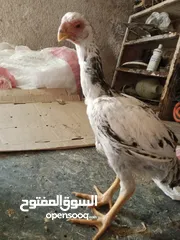  3 دجاج للبيع