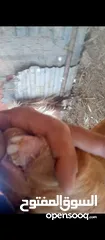  2 تيس كفاله هداد ولحم ماشاءالله تبارك وثنيه ثلاث حبات حليب ولحم
