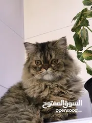  3 قطط للبيع 