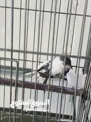  3 فحول نار وجواز