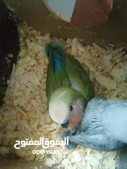  3 فراخ روز لزق اليدوي بسعر 10 دنانير