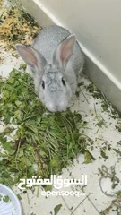  4 Beautiful Rabbit pair