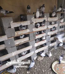  1 pakistani Pigeon for sale