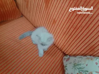  5 قطة هملايا صغيره للبيع
