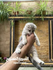  27 قطط سكوتش فولد وسكوتش ستريت للبيع اقرأ الوصف