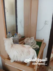  6 قطة انثى و ابنتها شينشيلا