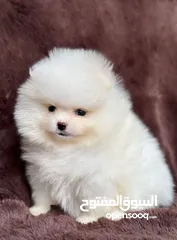  11 بومارينيان تيكب أصغر حجم مستوى عالي جدا pomeranian t_cup