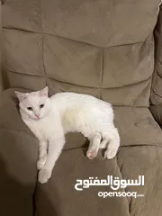 1 قط مكس شيرازي للتبني بس مطلوب مخافة الله