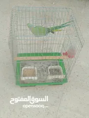  10 ببغاء دره هندي