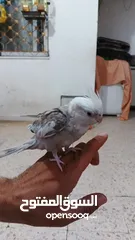  1 كوكتيل وايت فيس